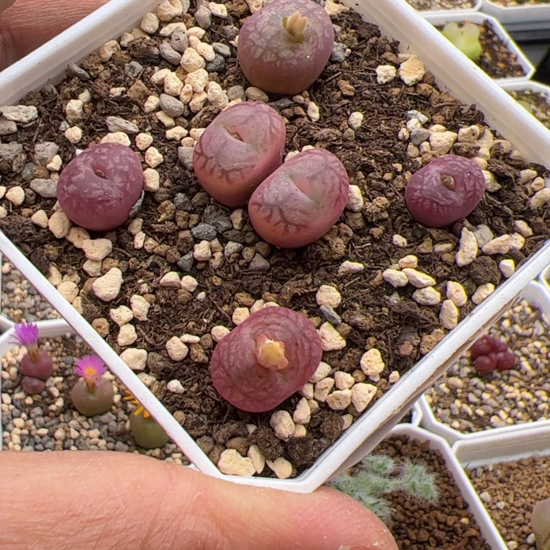 11.9毛杂多肉植物60