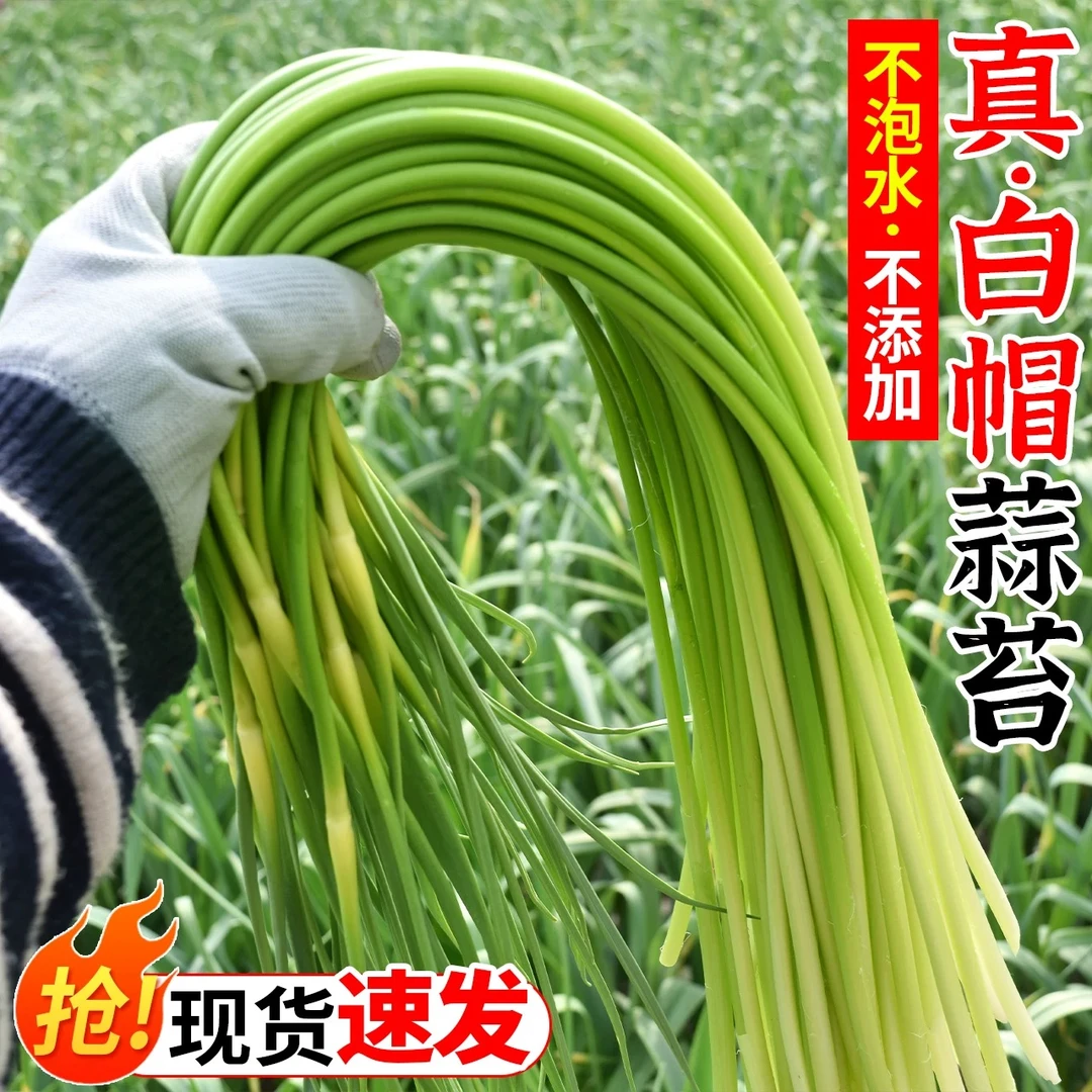 2025新鲜蒜苔白帽蒜薹露天爽脆时令当季蔬菜头茬现拔现发低价包邮