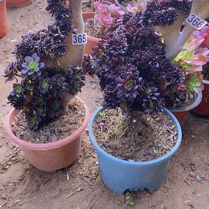 脱****马365  366黑缀化老板子法师缀老