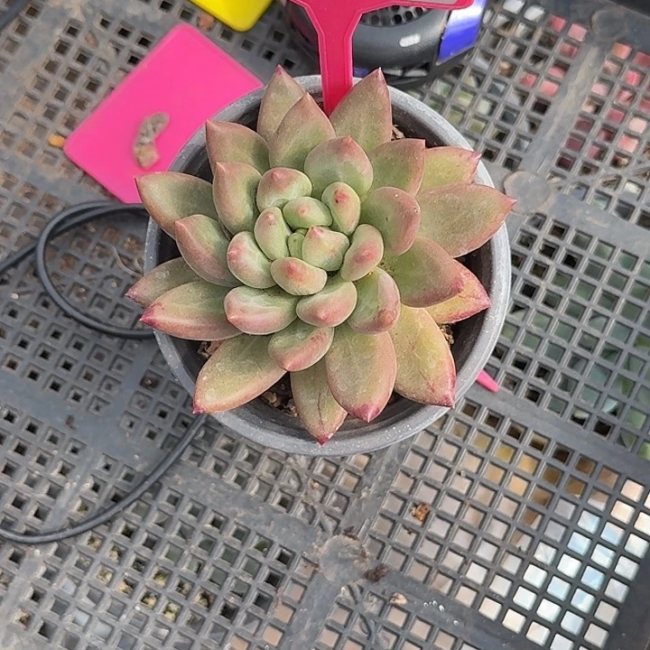 多肉植物米其林257