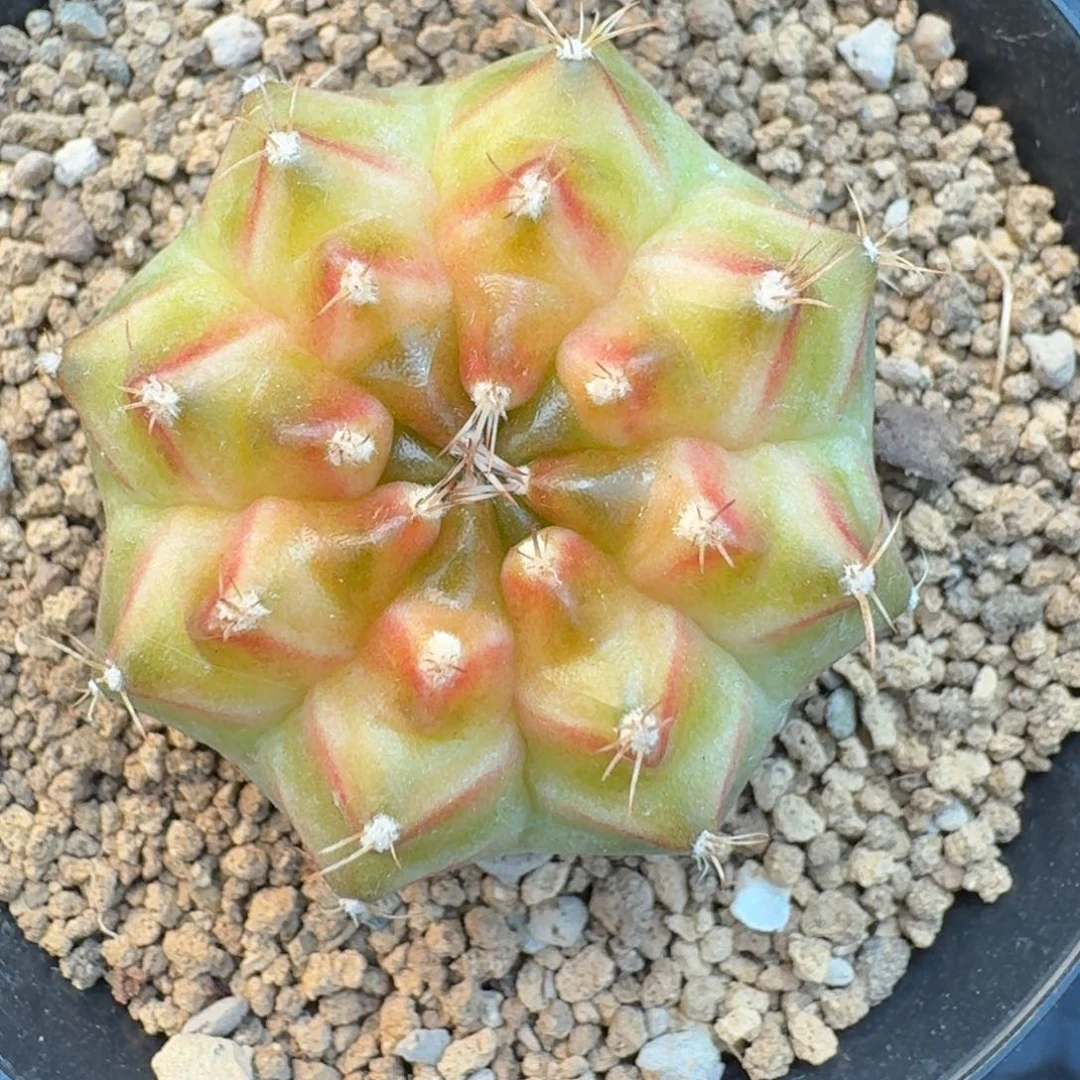 米哈实生自然锦泰国轮回母球