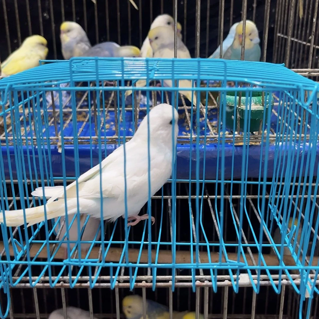 虎皮鹦鹉一只大头纯白大头