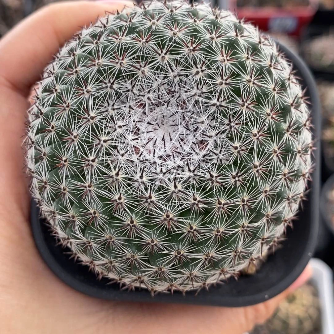 恋山彦植播园艺优选