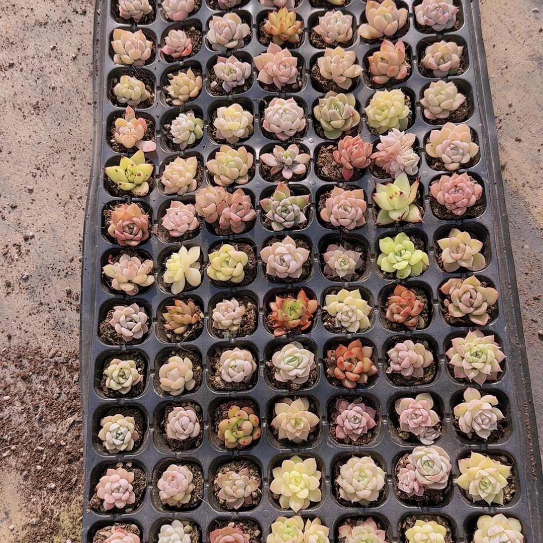 直播一物一拍多肉78