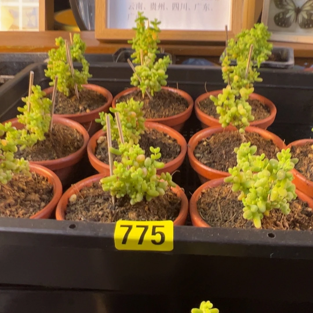 枝干番杏多肉植物775