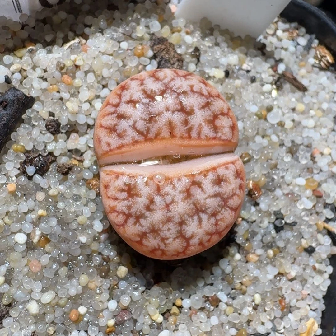 Zzz捡漏福利走起1024