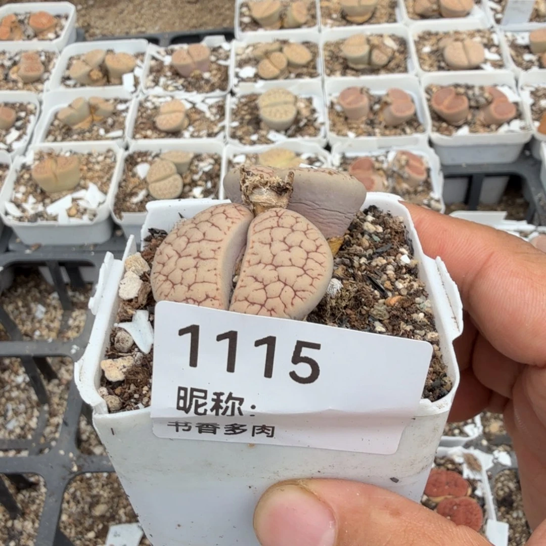 龙***园多肉植物多肉植物