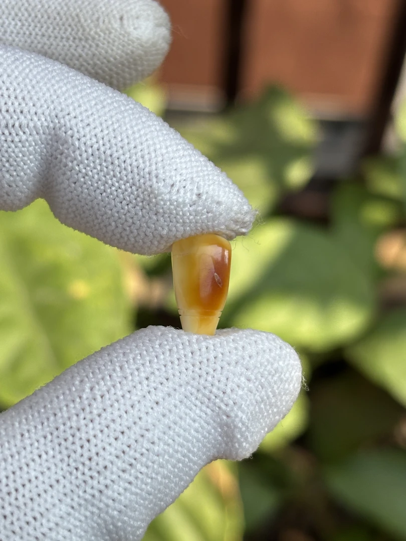 4994天然蜜蜡琥珀三通配饰7.4x13x6mm