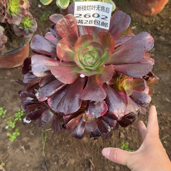 2602二号棚爱神多肉A