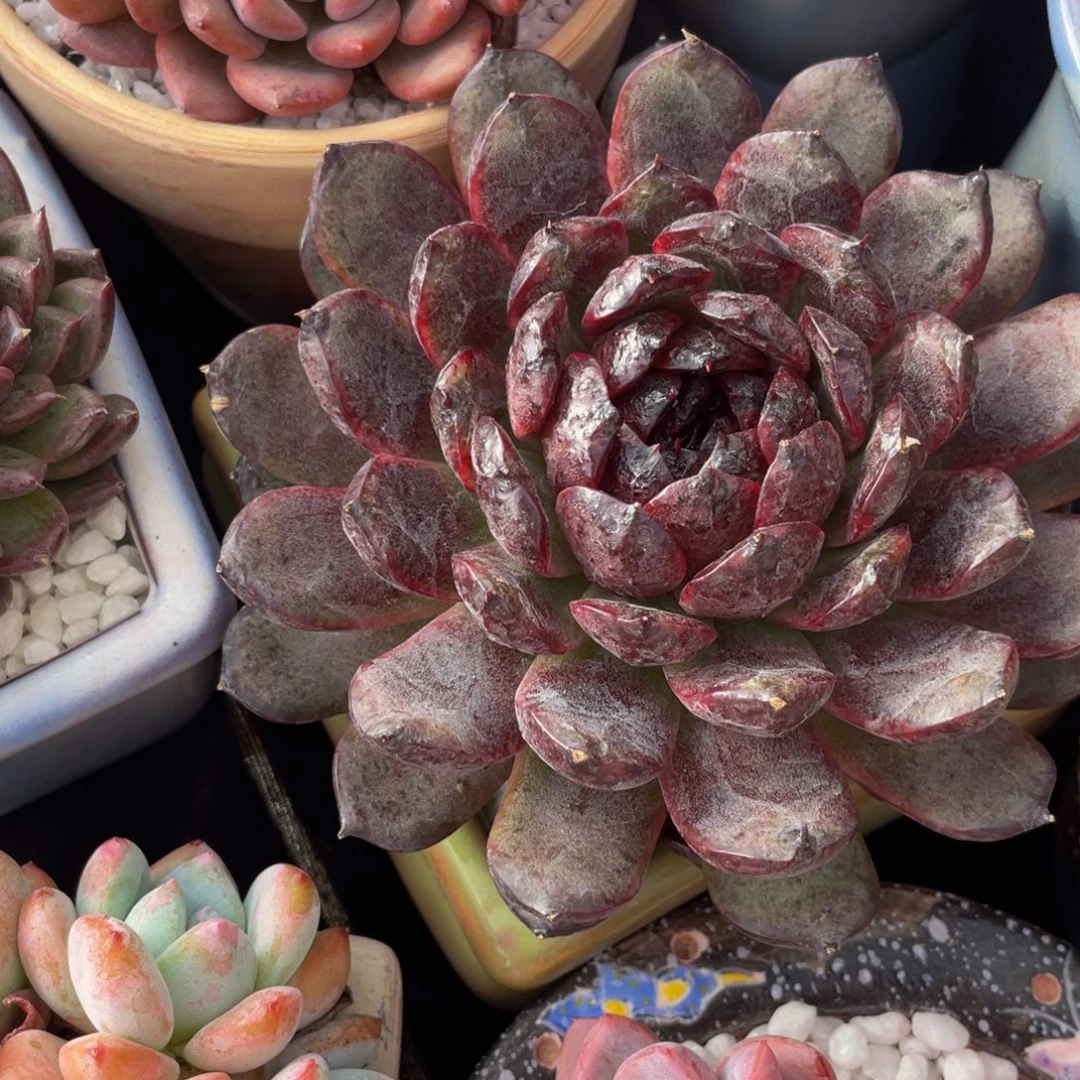 多肉植物盆栽多肉