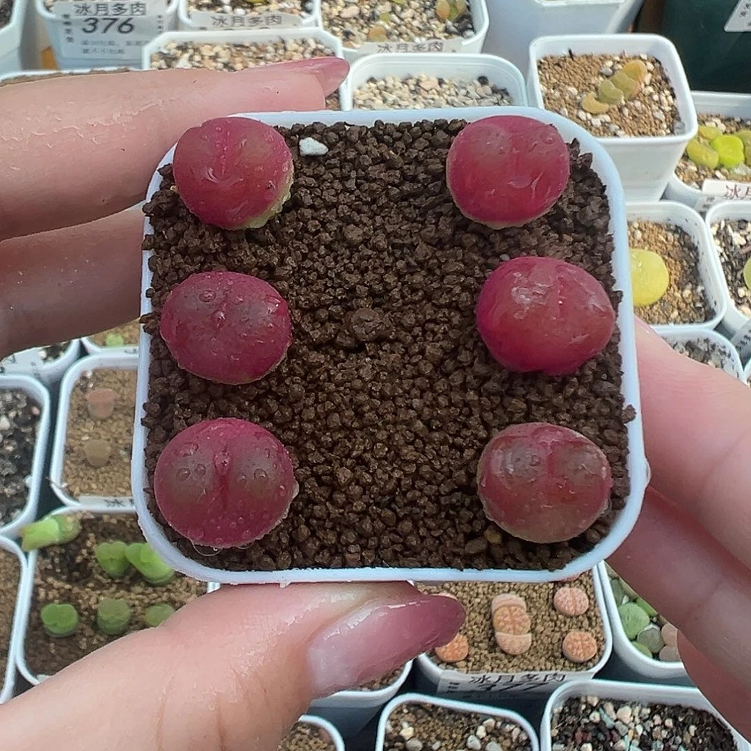 6颗吕红裸根发货