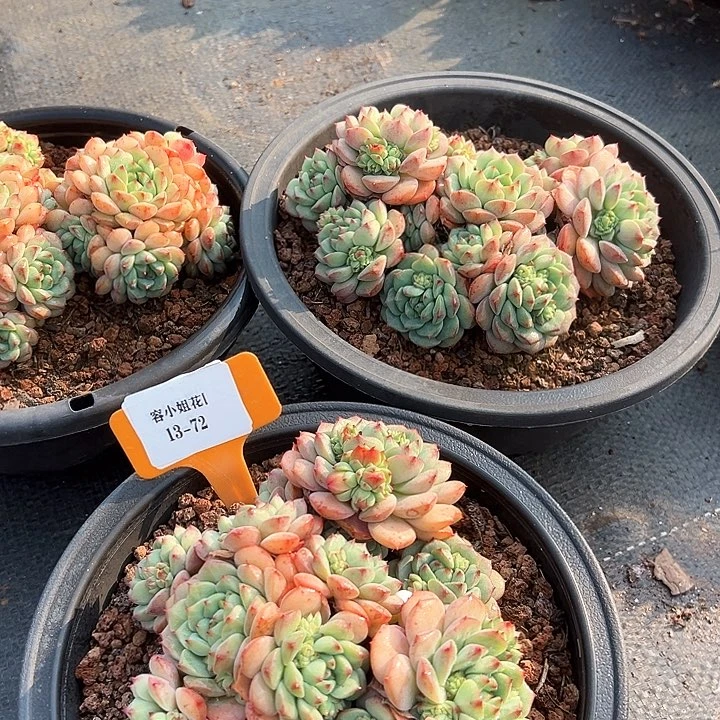 13.72熊猫带盆一个多肉