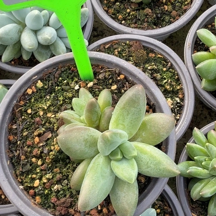 多肉植物一物一拍590