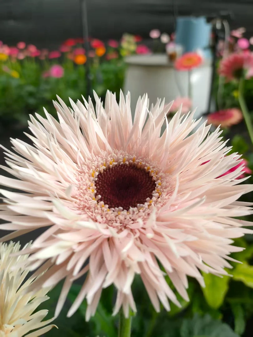 (菲羽)高杆非洲菊四季开花多年生宿根苗花卉地栽盆栽阳台庭院室外
