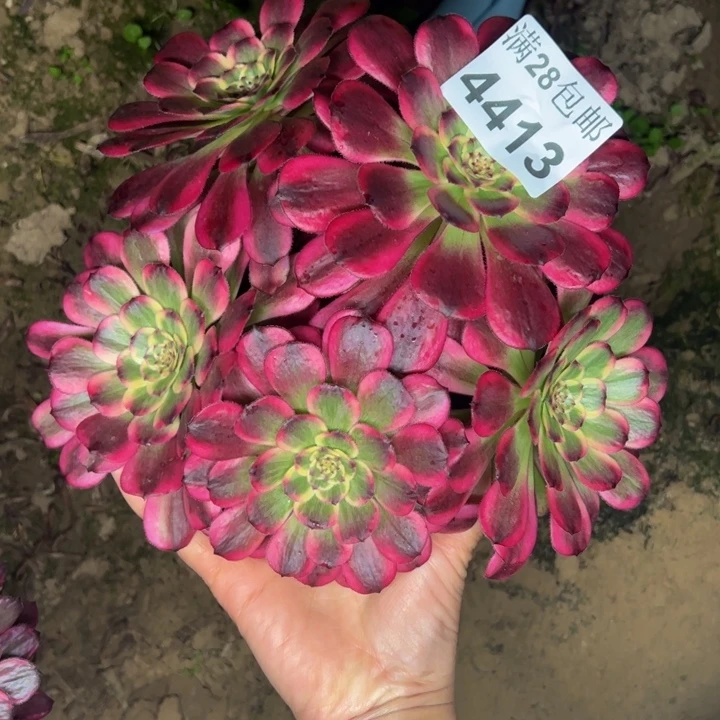 4413法师多肉植物