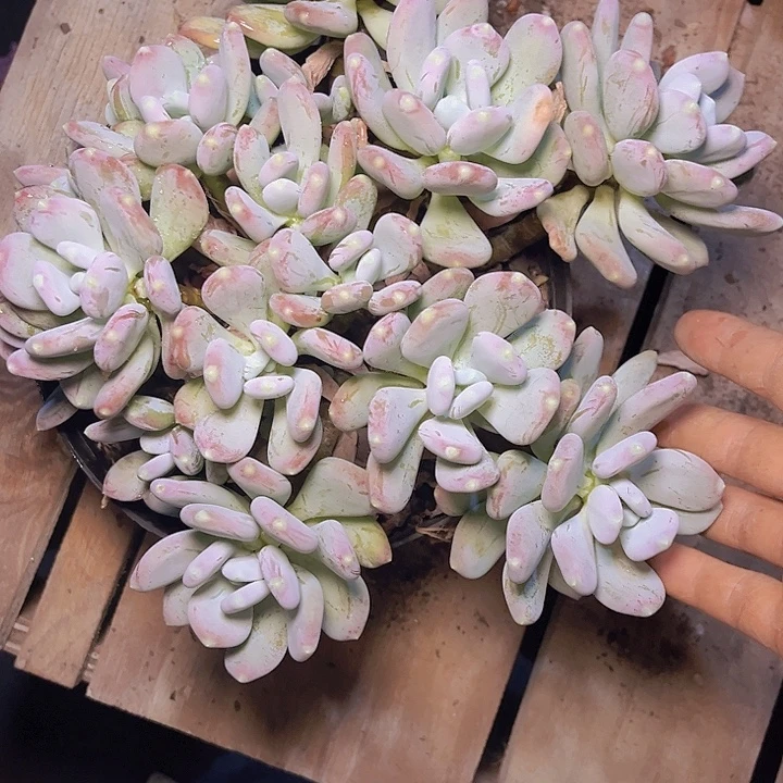 在我眼看的时候就是不