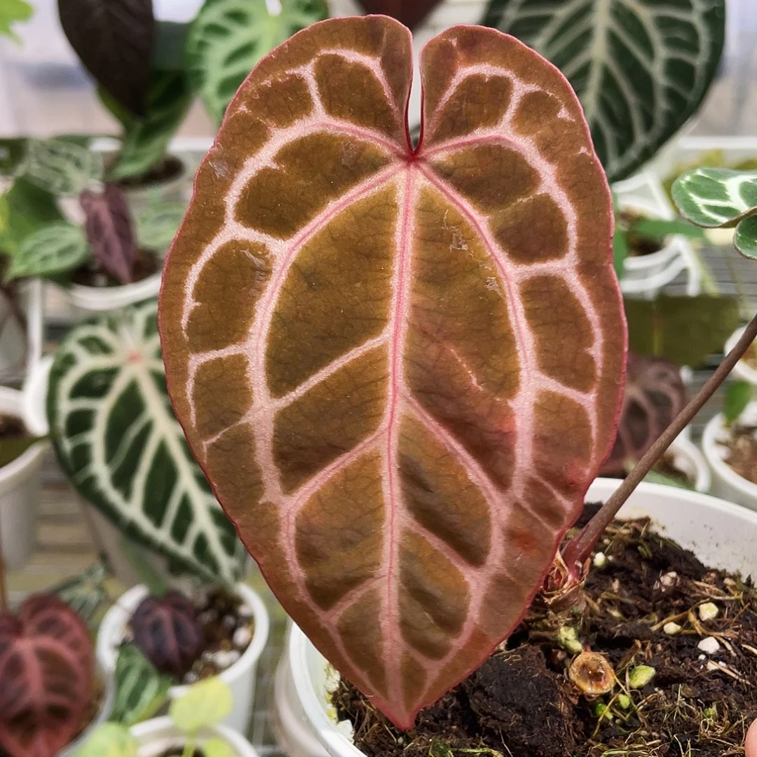 完全开放好水晶杂