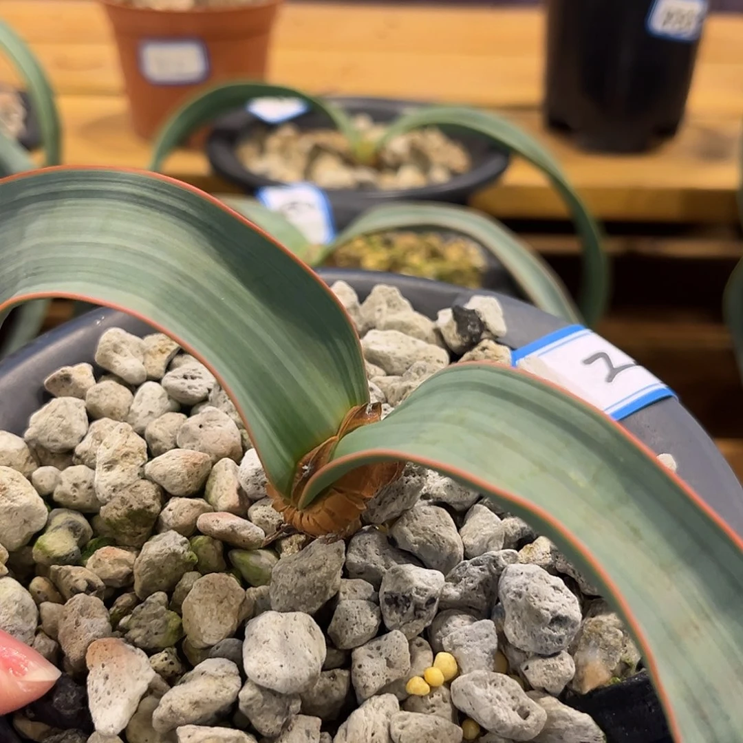 汤圆植物2百岁兰漂亮