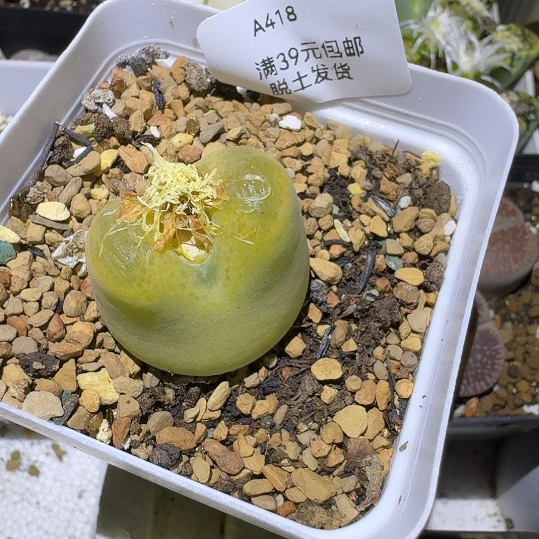 418多肉哈哈哈哈哈哈