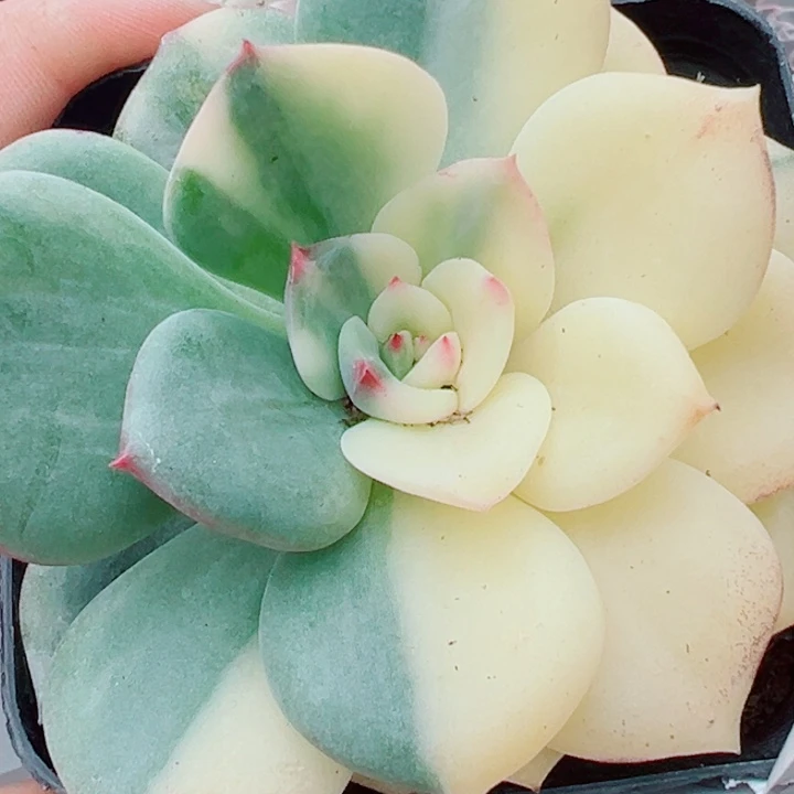 三文鱼锦多肉植物1557