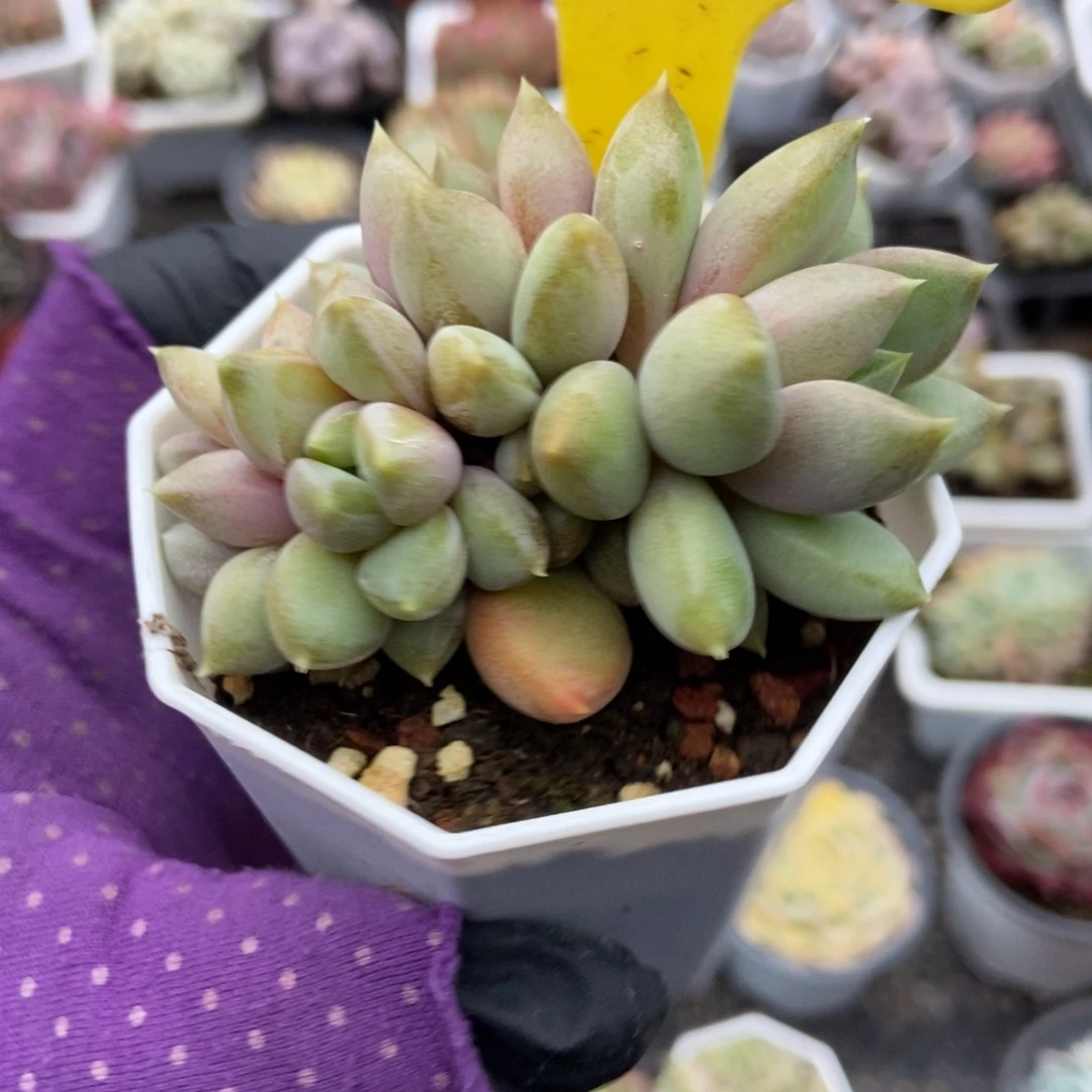 1869象牙多肉植物了