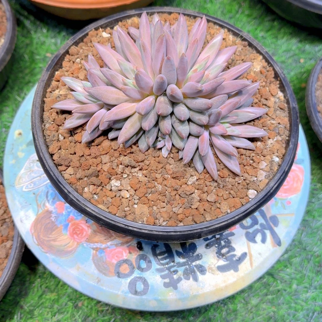 多肉植物多肉植物