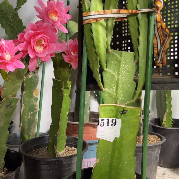 当前无花栽培后可以开花519