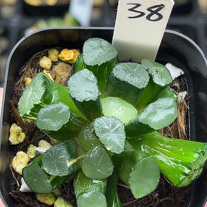 38双头玉龙万象锦