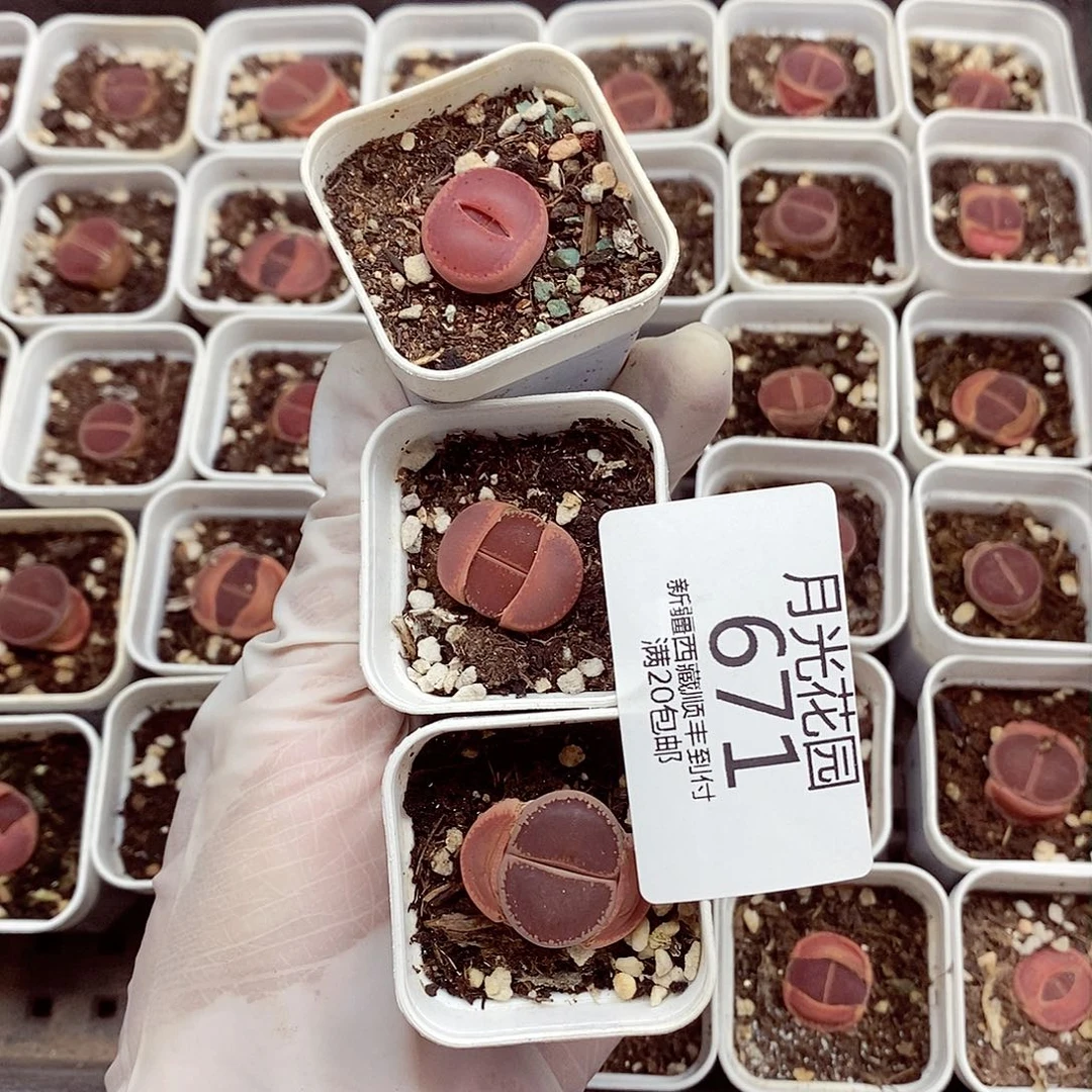 我想说我们不认识呀啊怎么还671