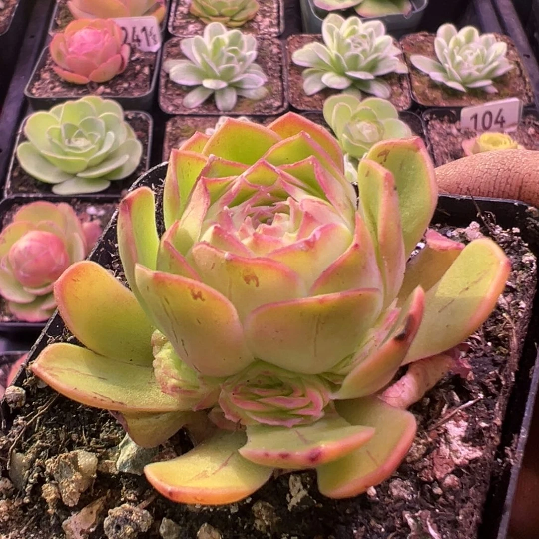 金毛581山地玫瑰多肉