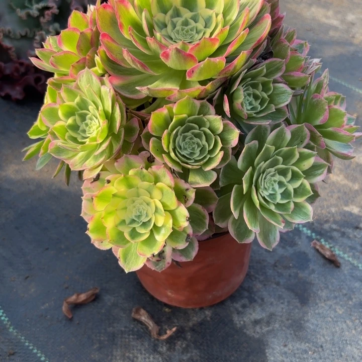 若***离瑞妈。？。。。。。。642海王，