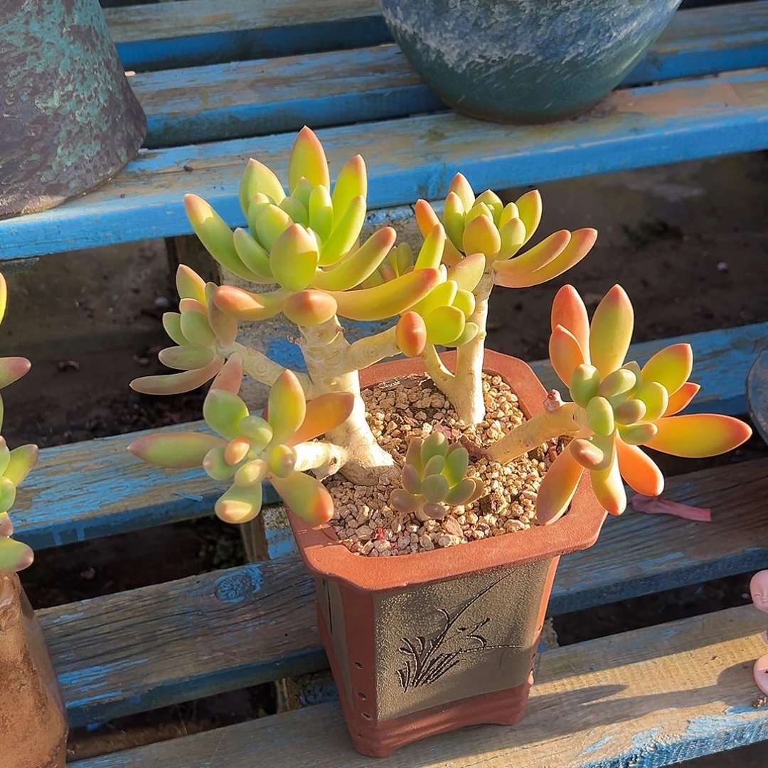 金蚕裸根发货。