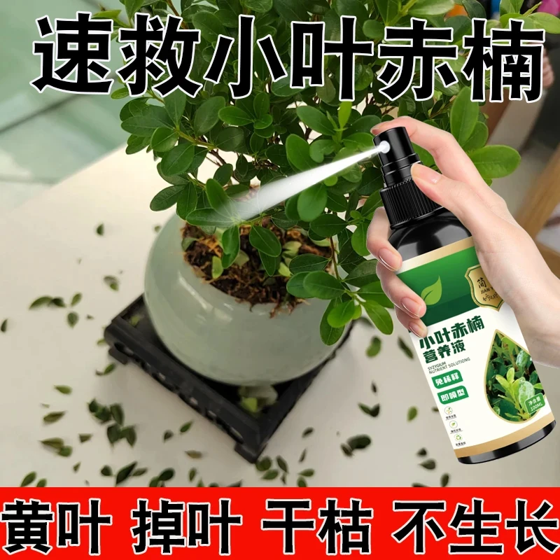 小叶赤楠专用营养液防叶子干枯黄叶掉叶免稀释叶面植物生长液