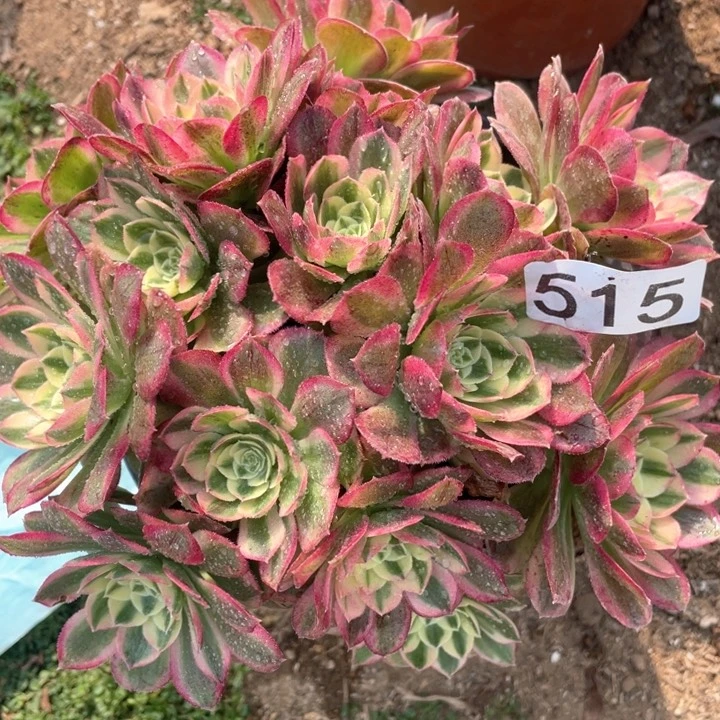 515多肉植物玉姿