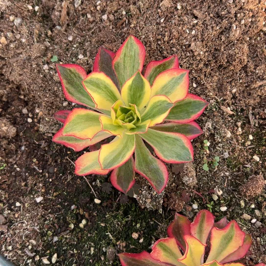 魅影单头一颗多肉5元