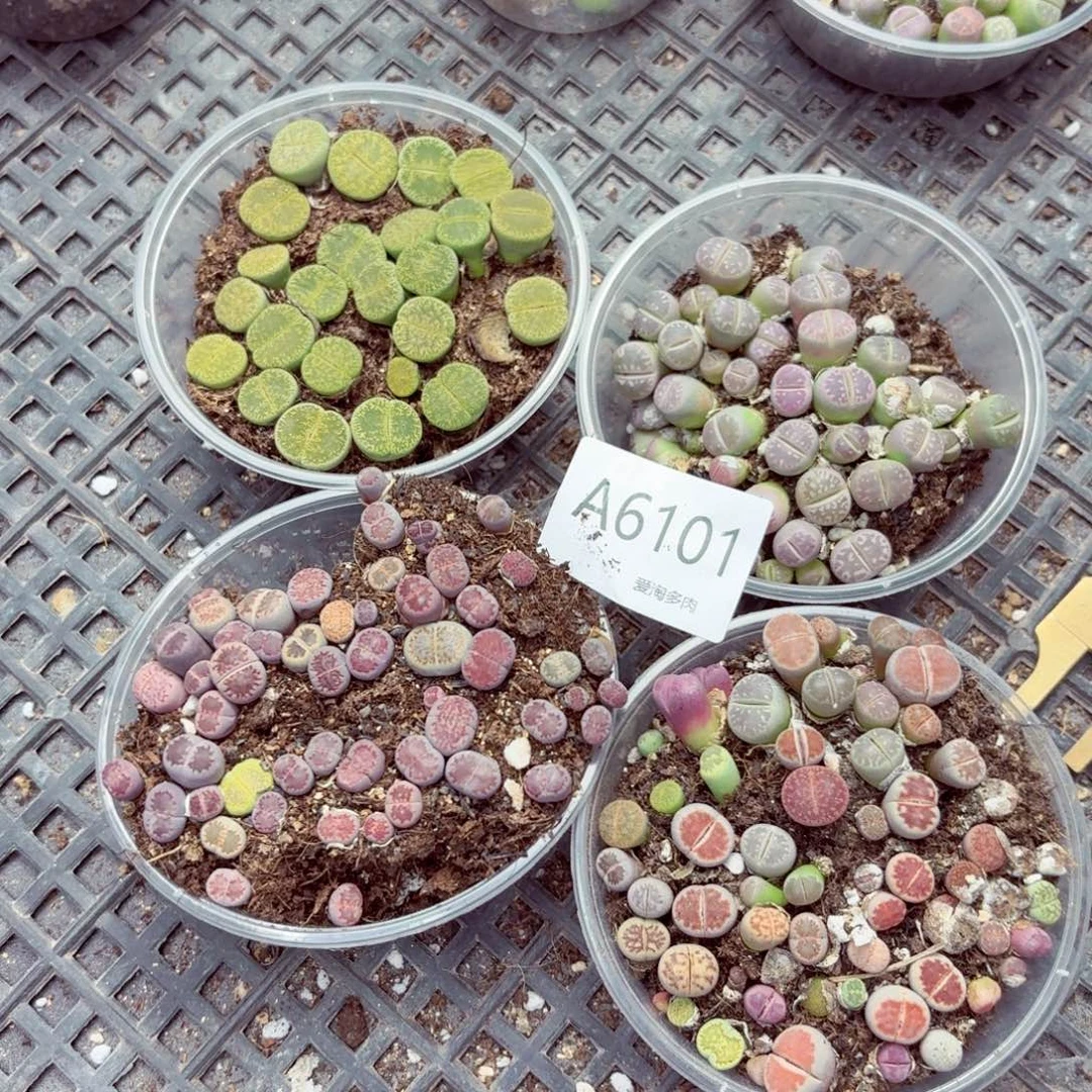 6101—生石花 生石花