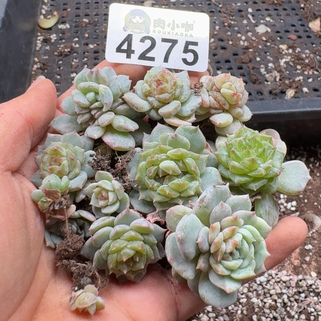 柒***默多肉植物多肉植物