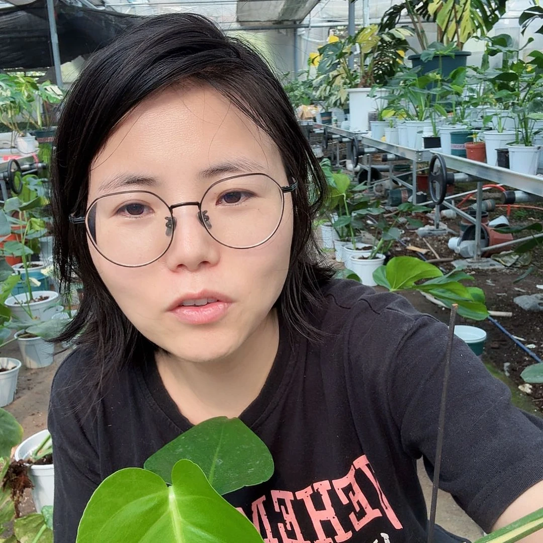 无花朵军*短白龟背竹一物一拍