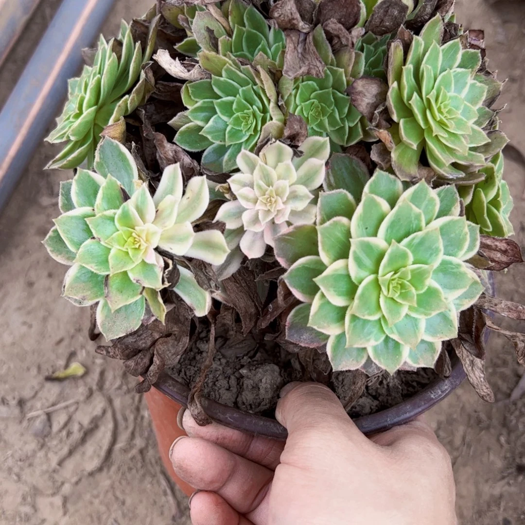 0213万花筒多肉植物法师