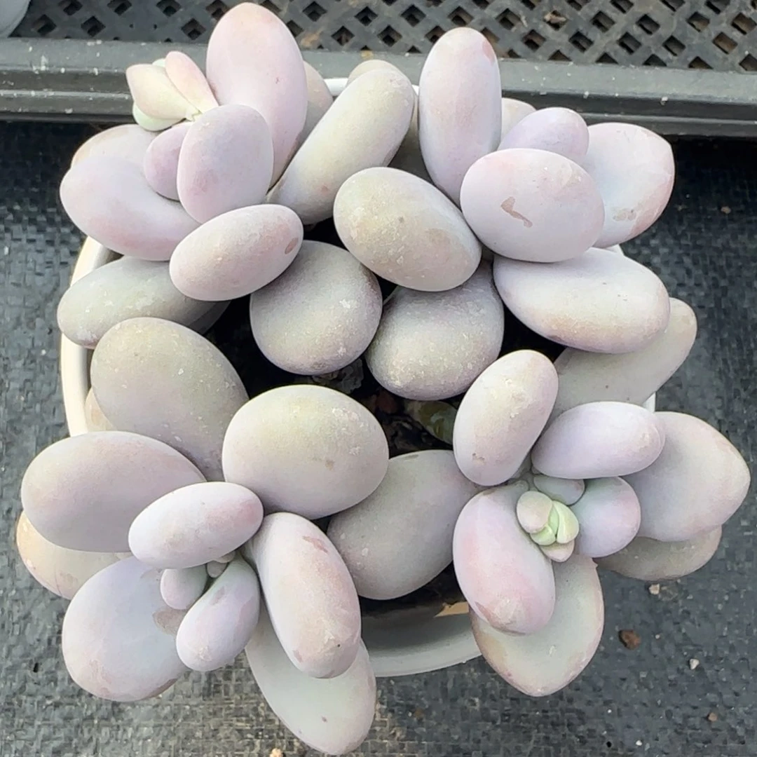 从前慢花园多肉精选原始奶