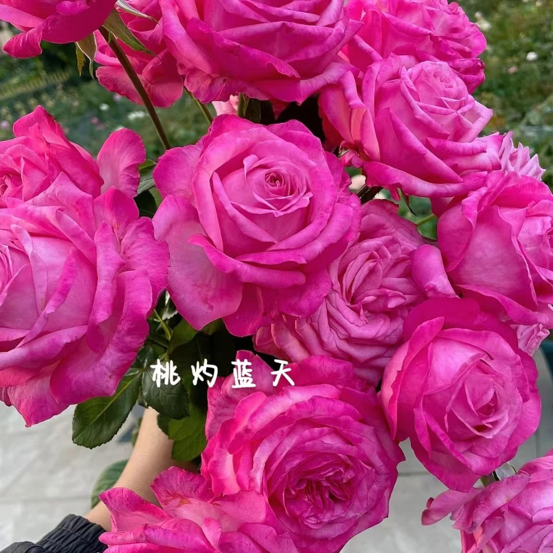 桃灼蓝天中苗四季灌木月季