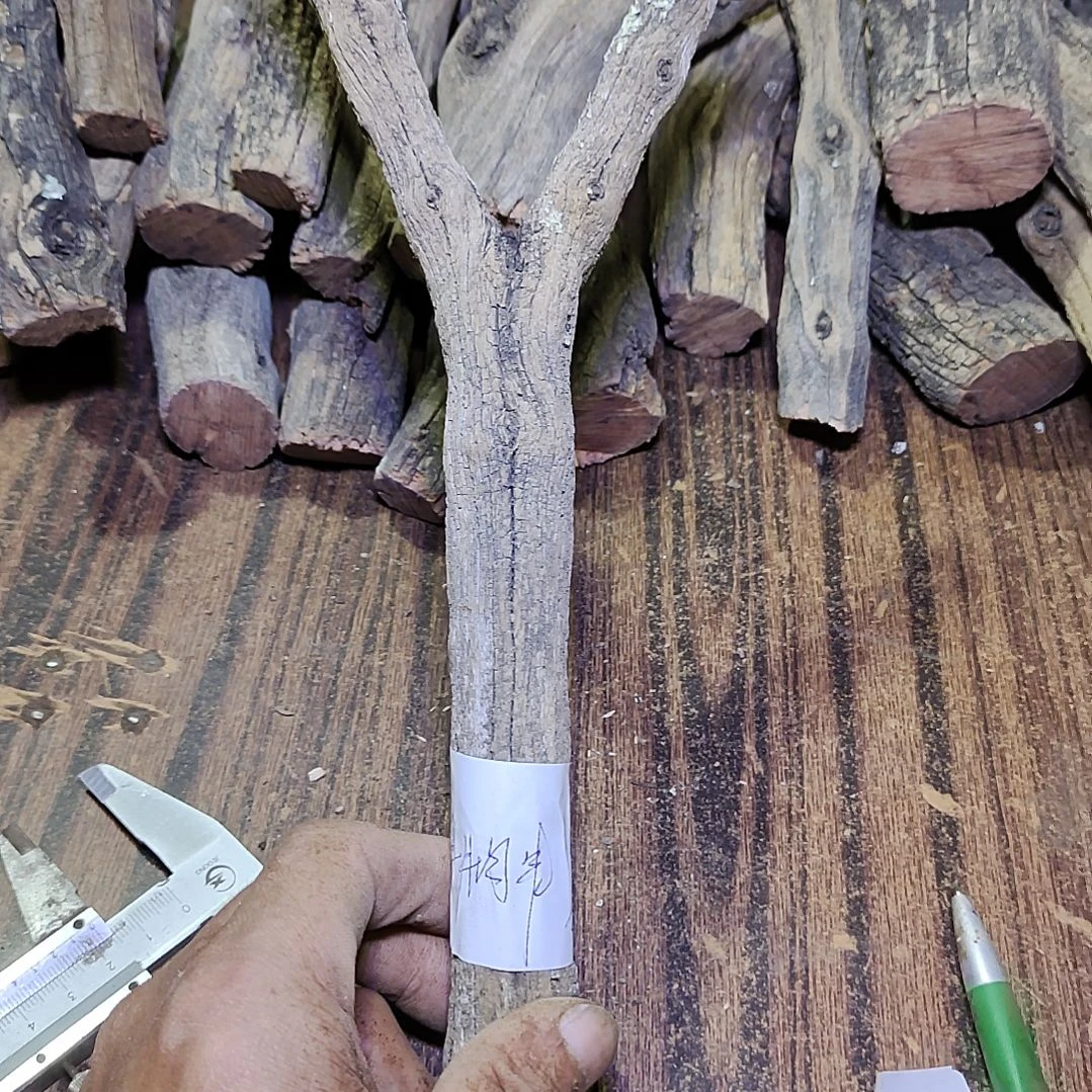 胖***串火琉璃原杈，不保沉水，慎拍！