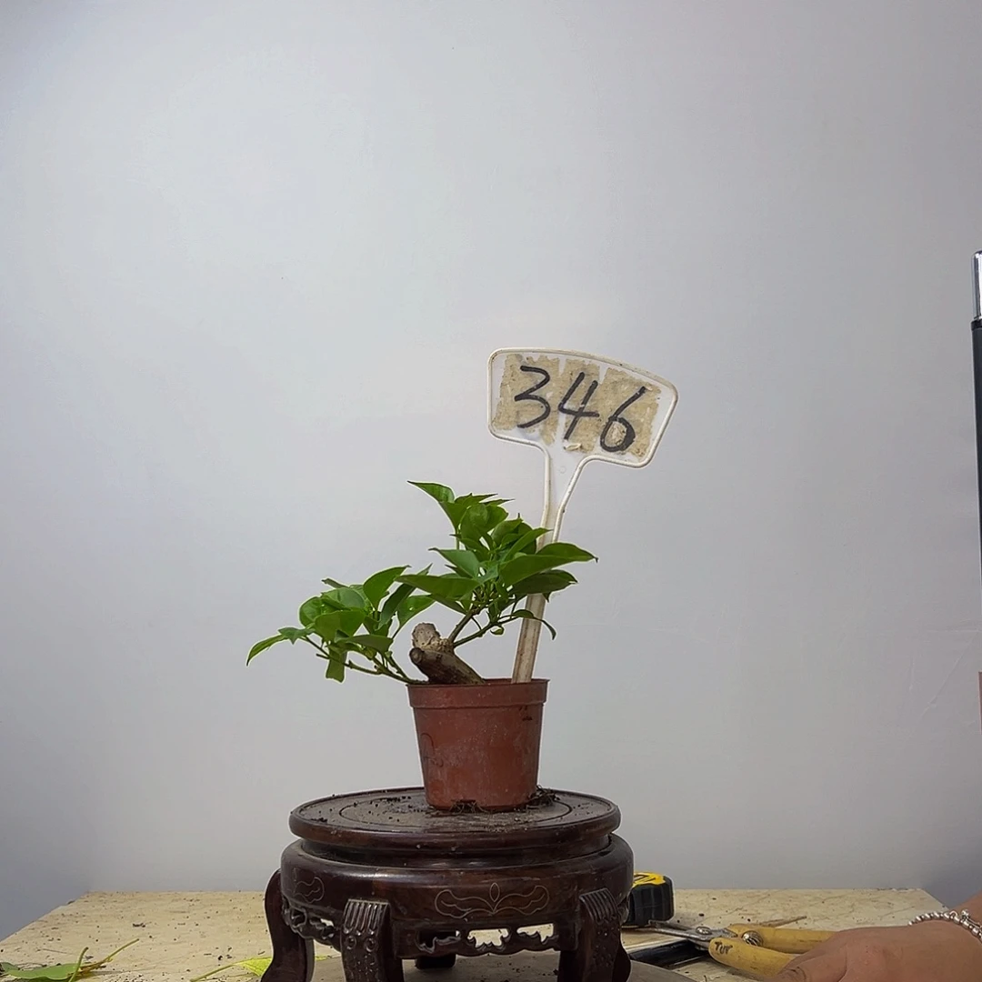 当前无花栽培后可以开花粗坨坨 佩德罗掌中宝 346