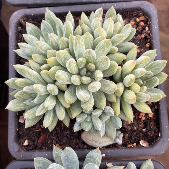 杰夫里尼冠幅13 公分一物一拍