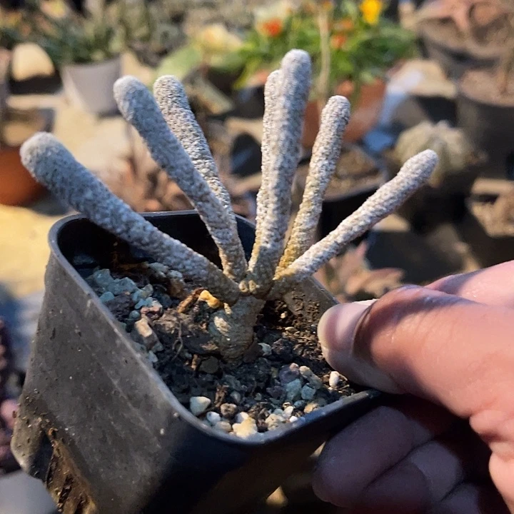 满38包邮2天凑单，脱土晾根发货多肉植物迷你牧师