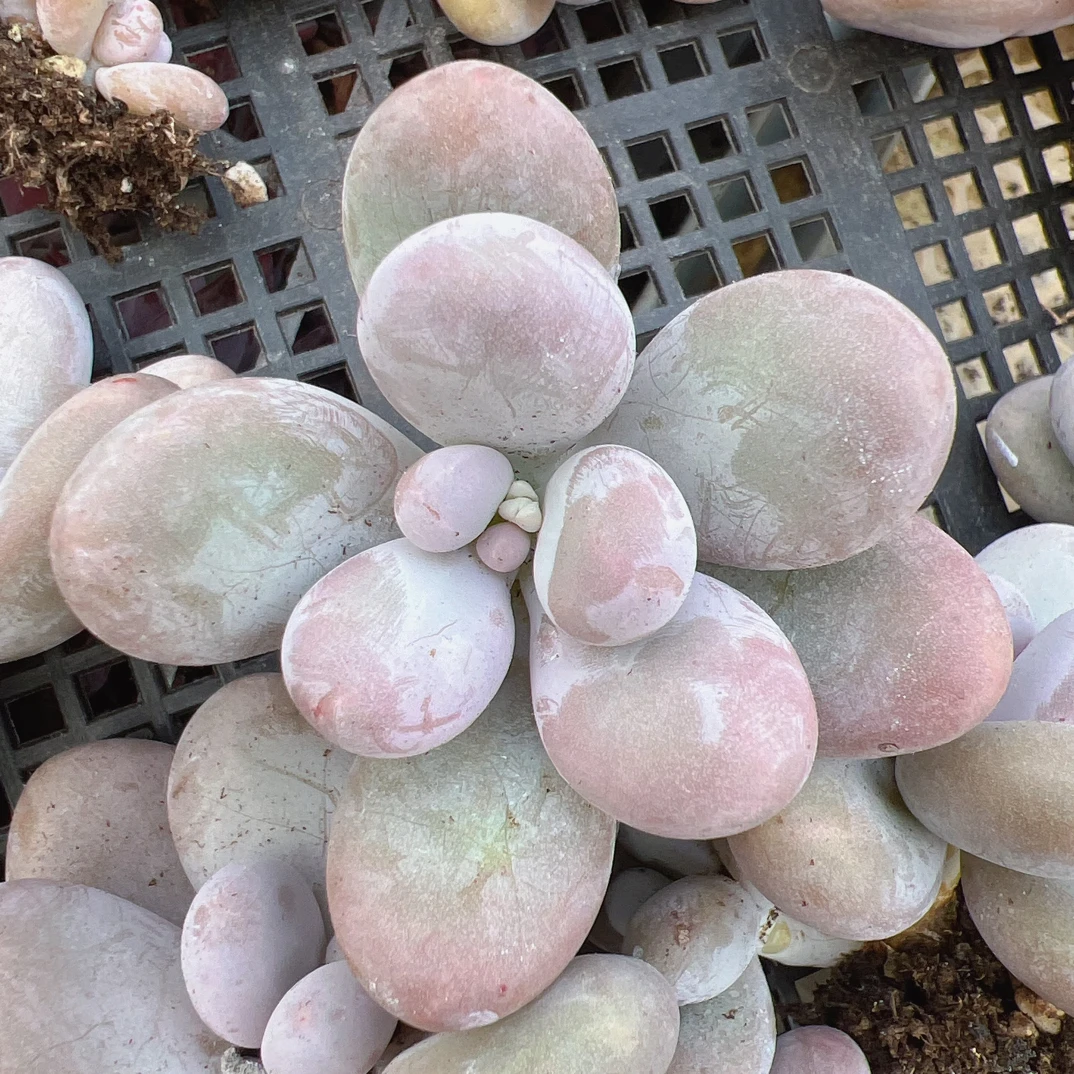 单头汤圆美人-单颗多肉脱土