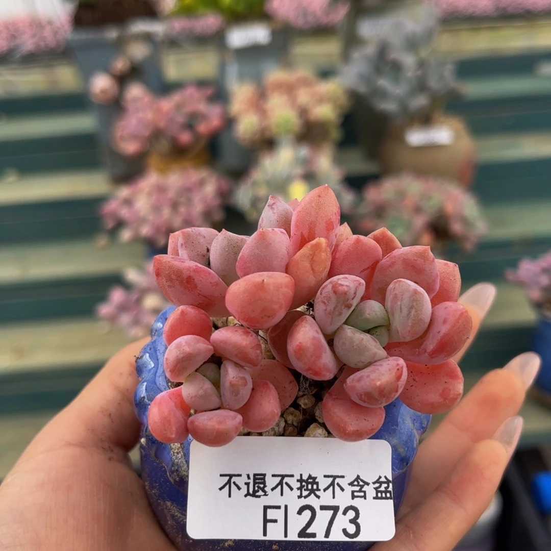 273-粉桃花多肉5cm