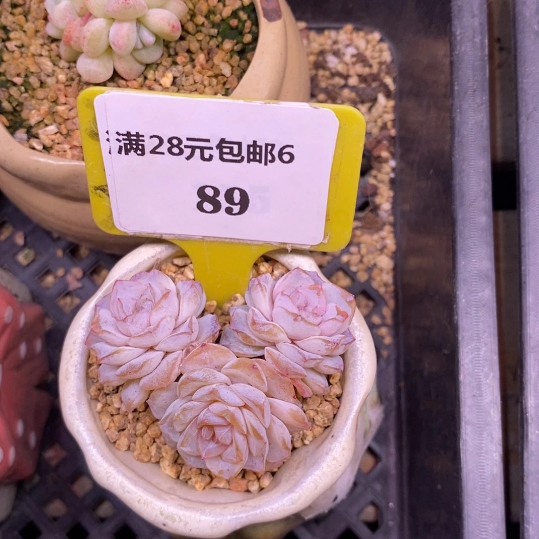 悠*柚689女神福利，方糖