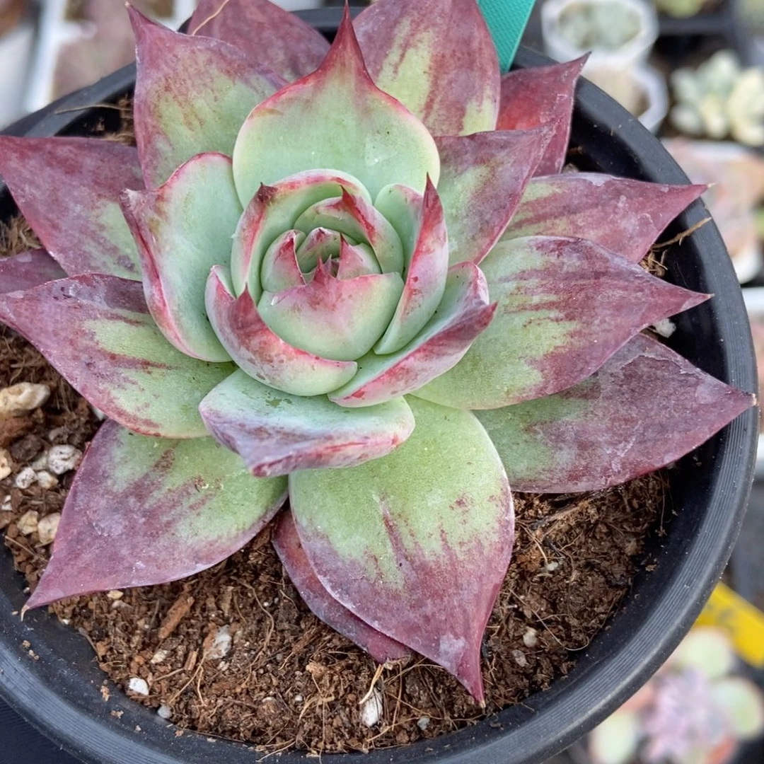 1847惊鸿仙子多肉植物