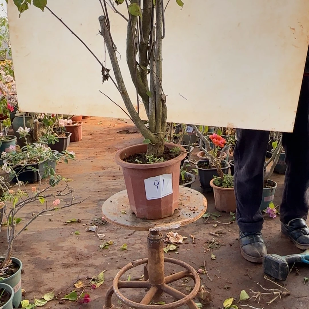 大部分开放少量花苞重瓣黄91脱